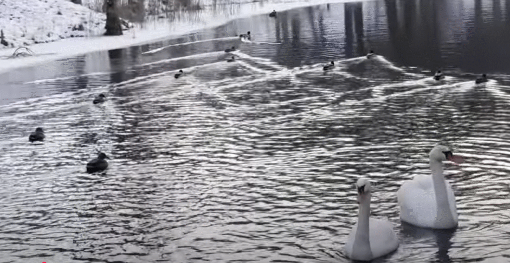 Giesmė "Skriski, paukšti baltas"